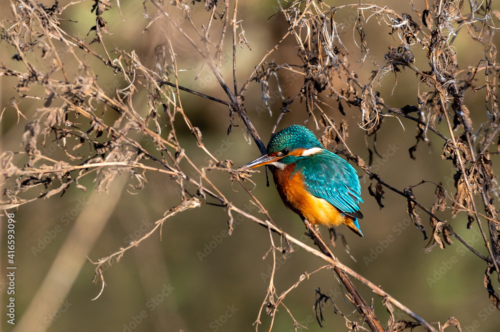 Kingfisher perched amonst dead tree branches Kingfisher perched amonst dead tree branches