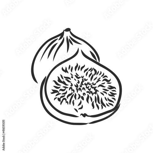 Figs. Realistic vector illustration of plant. Fruit of fig tree isolated on white background. Vintage black and white hand drawing. Decoration for the menu and kitchen design.