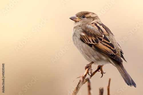 Sparrow bird perched on tree branch. House sparrow female songbird (Passer domesticus) sitting singing on brown wood branch with yellow gold sunshine negative space background. Sparrow bird wildlife. photo