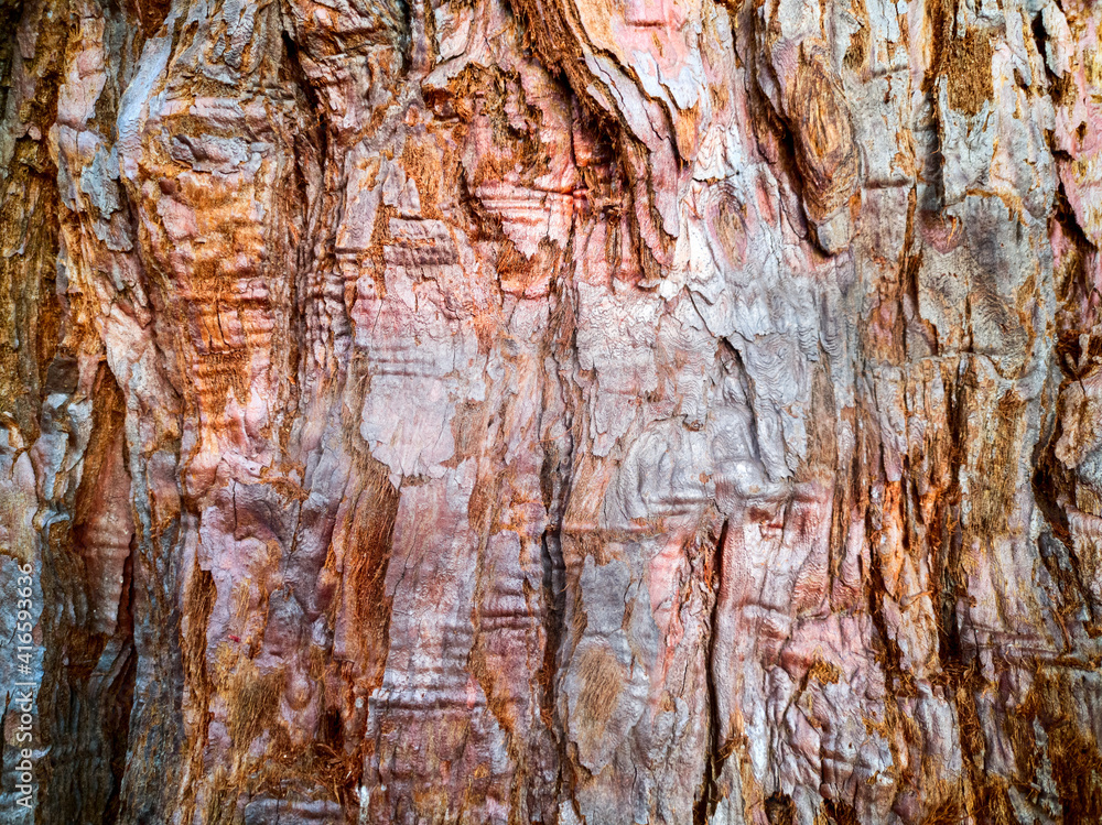Close up bark texture of old huge redwood or sequoia tree.Scuffed scaly, fibrous,damaged trunk surface with cracks,wrinkles and potholes.Horizontal banner,abstract text,design background.Copy space Close up bark texture of old huge redwood or sequoia tree.Scuffed scaly, fibrous,damaged trunk surface with cracks,wrinkles and potholes.Horizontal banner,abstract text,design background.Copy space