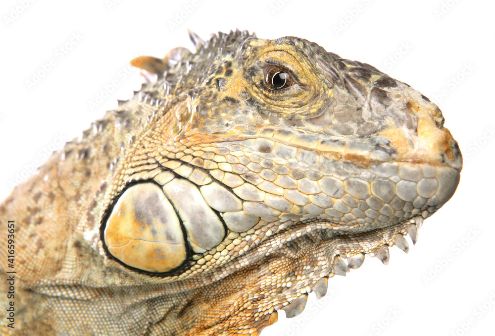 Fototapeta premium Green iguana