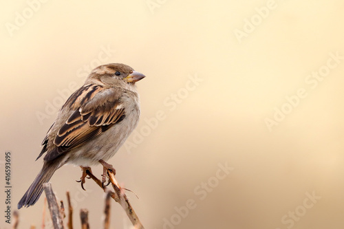 Sparrow bird perched on tree branch. House sparrow female songbird (Passer domesticus) sitting singing on brown wood branch with yellow gold sunshine negative space background. Sparrow bird wildlife.