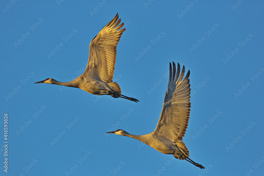 Fototapeta premium Beautiful cranes soar upward together into brilliant blue sky of Bosque del Apache National Wildlife Refuge in New Mexico in the American Southwest