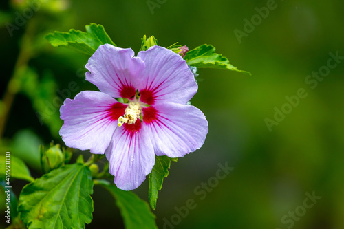 Purple hibiscus on blurred background, copy space
