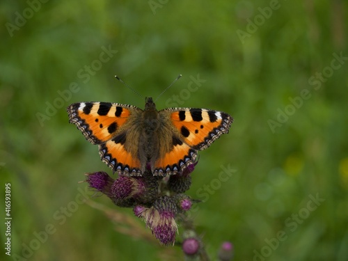 Butterfly (Small Tortoiseshell) sitting on a thistle © pavlazi