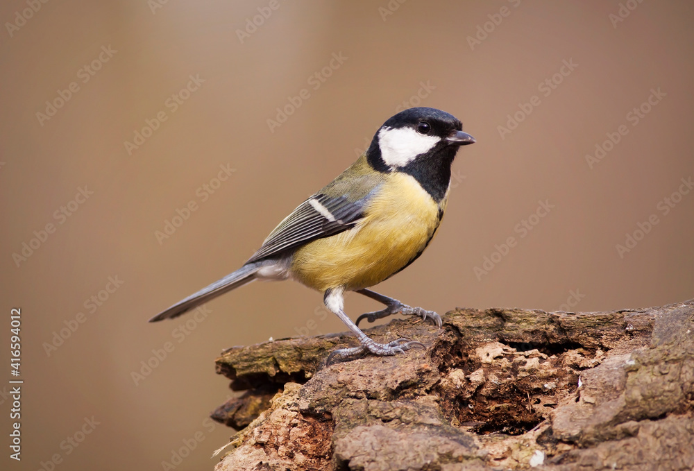 Great tit bird, songbird sitting on a branch in the garden Great tit bird, songbird sitting on a branch in the garden