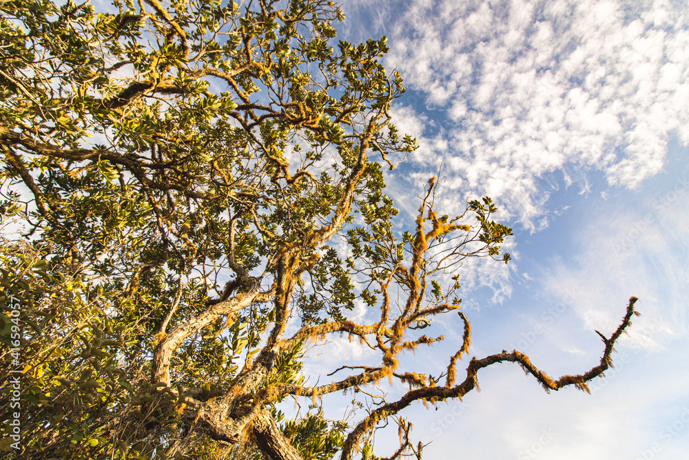 Fototapeta premium branches against blue sky