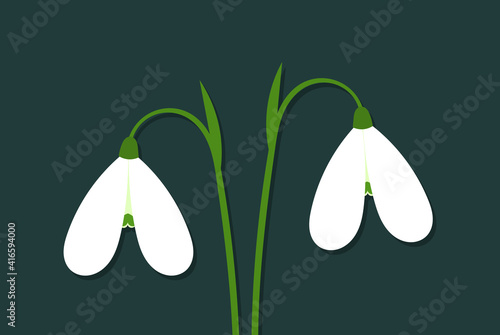 White snowdrop flowers. Two spring flowers. Vector illustration.