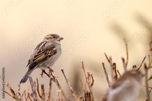 Sparrow bird perched on tree branch. House sparrow female songbird (Passer domesticus) sitting singing on brown wood branch with yellow out of focus negative space background. Sparrow bird wildlife. photo
