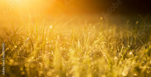 Golden grass nature sunlight banner, background. Pollen allergy, hey fever concept in spring or summer.