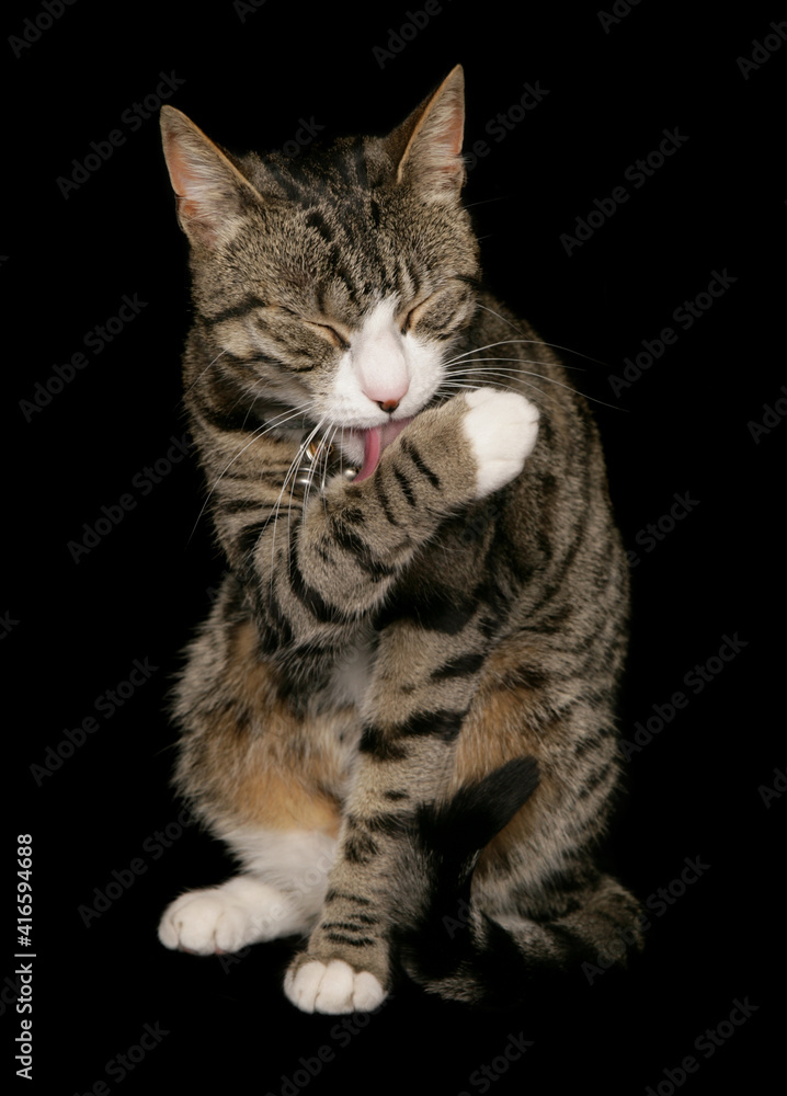 Domestic cat Domestic cat