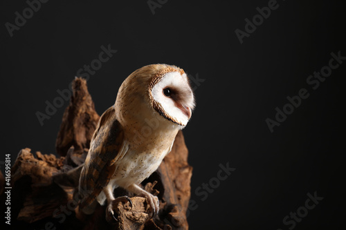 Fototapeta Naklejka Na Ścianę i Meble -  Beautiful common barn owl on tree against black background. Space for text