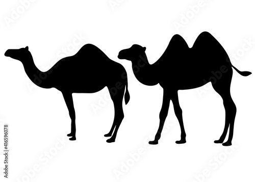 Big and humped camels in the set.
