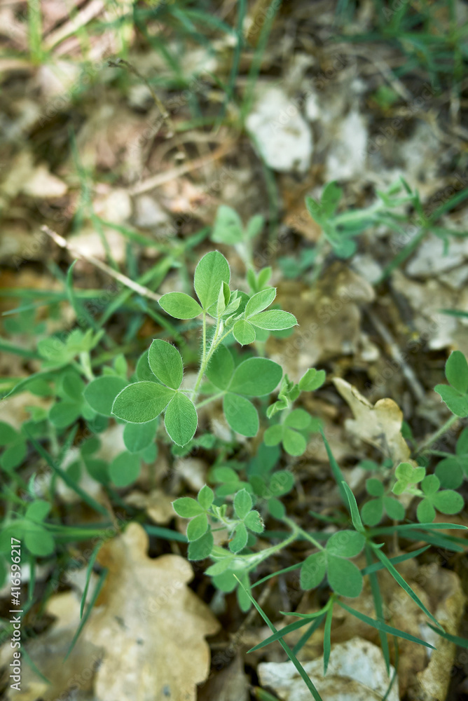 Cytisus hirsutus 