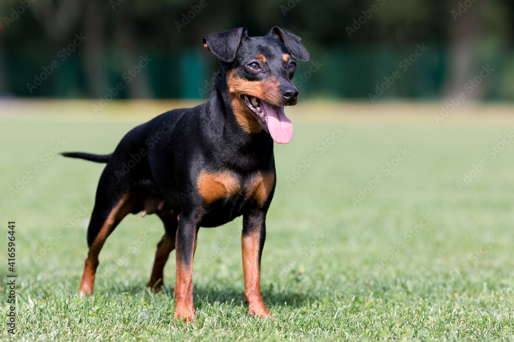 Black and tan miniature pinscher portrait on summer time.  German miniature pinscher standing outdoors on a wooden pier with green background. Smart and cute Min Pin with funny ears and round eyes