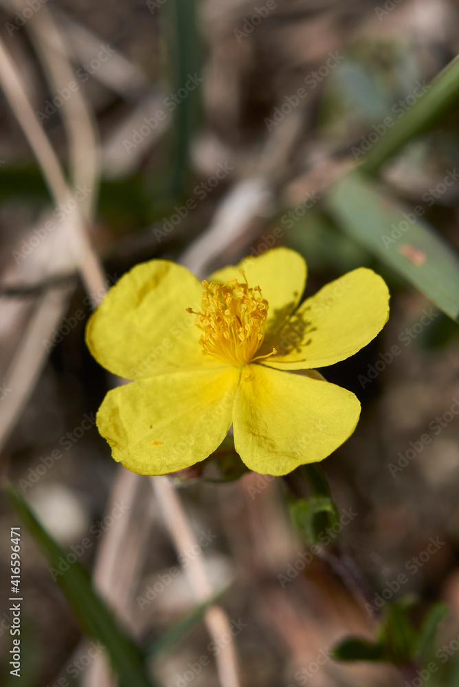 Obraz premium Helianthemum nummularium