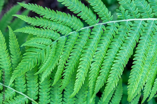 Fern, USA