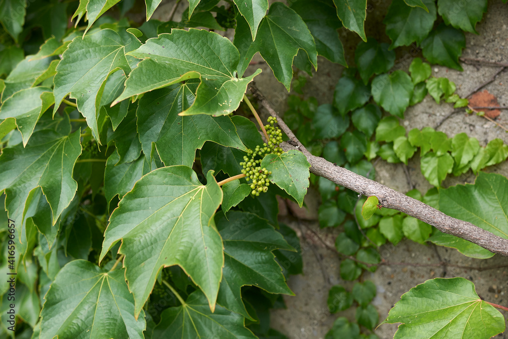 Parthenocissus tricuspidata Parthenocissus tricuspidata
