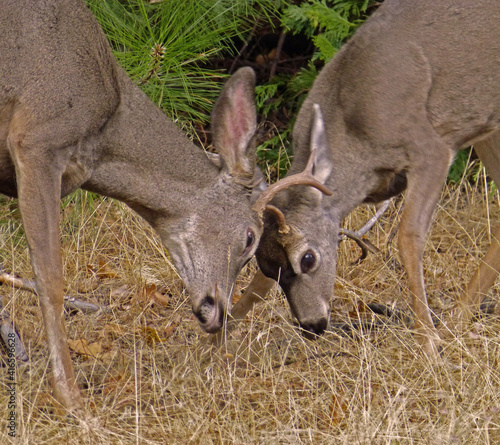 white deer