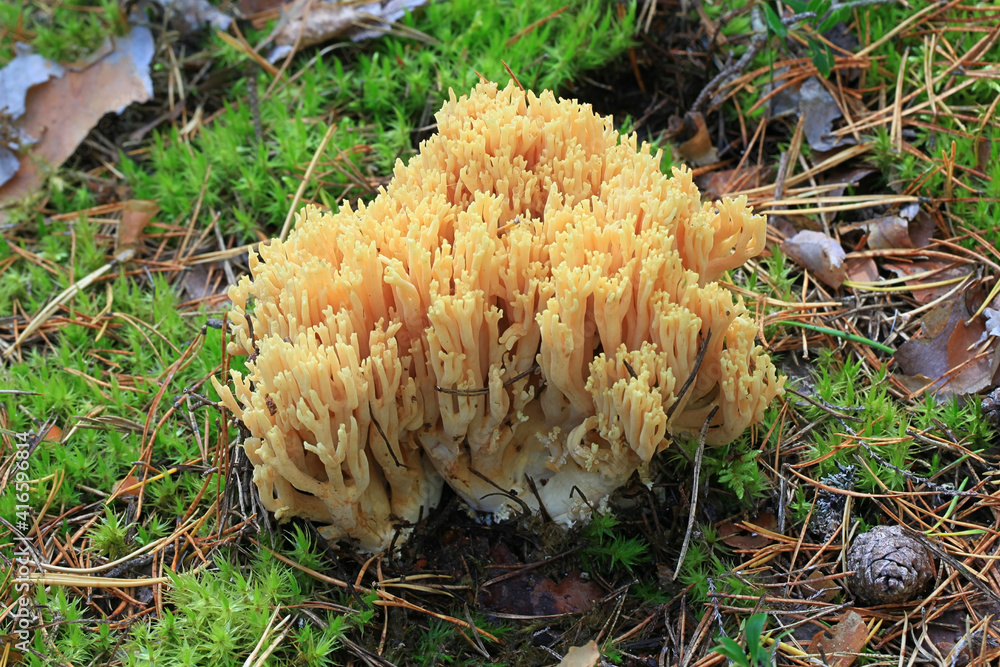 Ramaria eosanguinea, pale-yellow clavaria, a wild coral fungus from Finland Ramaria eosanguinea, pale-yellow clavaria, a wild coral fungus from Finland