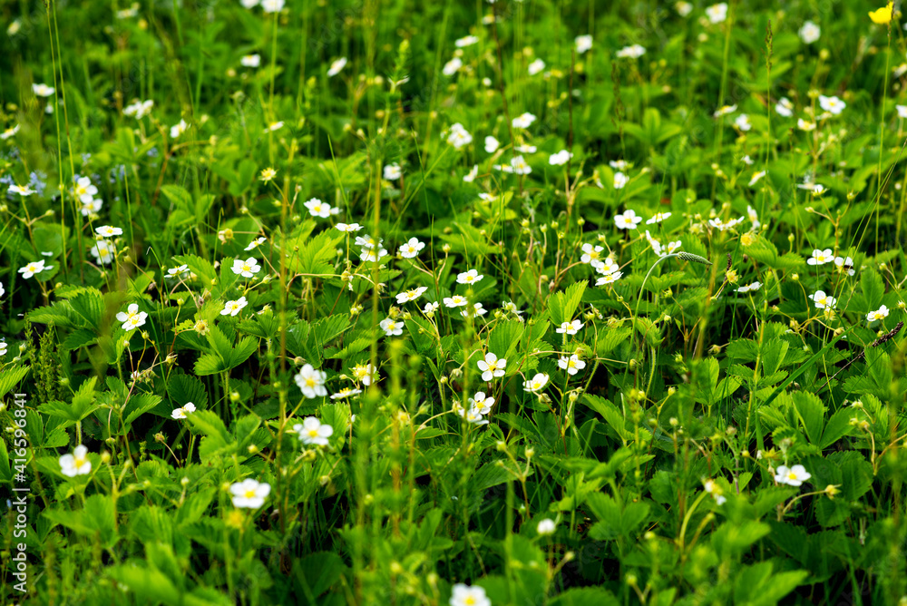 Strawberry plant. Blossoming of strawberry. Wild stawberry bushes. Strawberries in growth at garden. Organic farming concept. Strawberry plant. Blossoming of strawberry. Wild stawberry bushes. Strawberries in growth at garden. Organic farming concept.