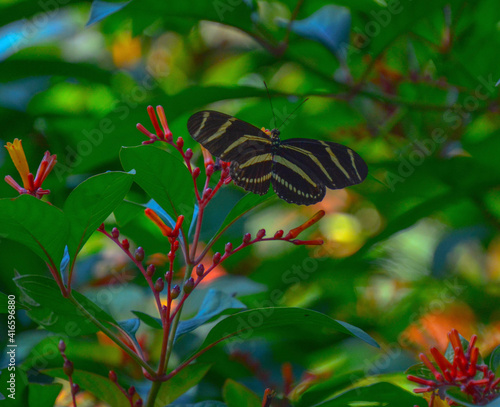 butterfly on a flower