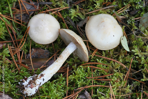 Cortinarius leucophanes, a webcap mushroom from Finland with no common English name