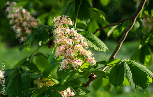 Cluster with white chestnut flowers. White chestnut blossom with tiny tender flowers and green leaves background. Selective focus. Springtime.