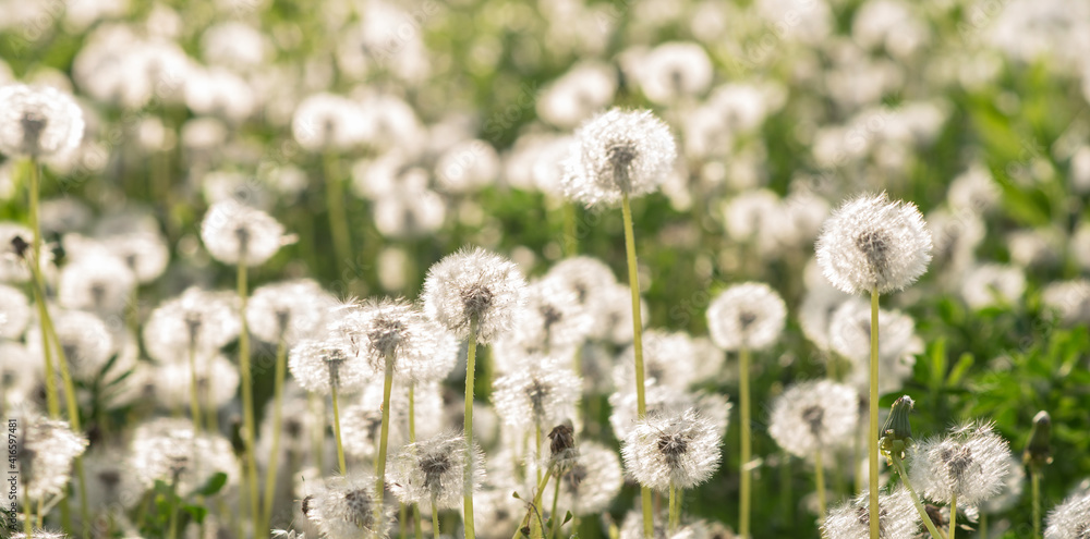 Obraz premium Dandelion seeds in the sunlight. Fresh green morning background. Green field with dandelions. Closeup of spring flowers on the green field. Meadow flowers.