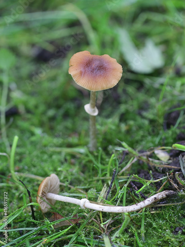 Pholiotina arrhenii, konown as the ringed conecap, wild mushroom from Finland photo