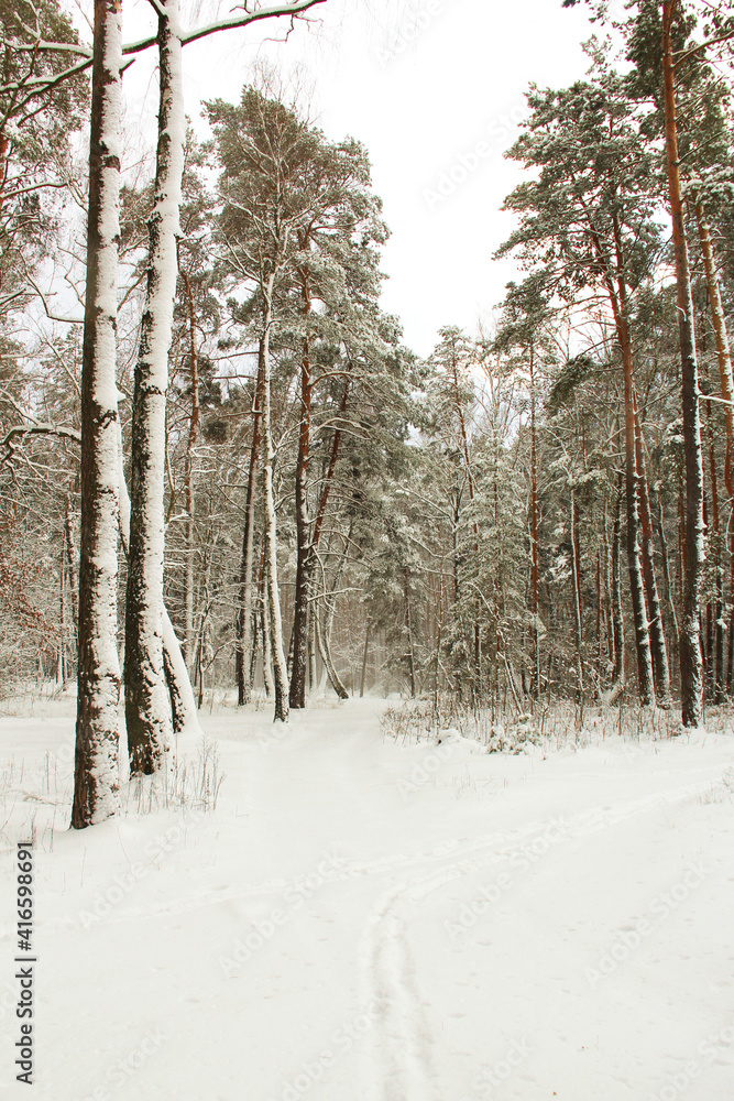 Wonderful winter forest. Incredibly beautiful nature. Snowy winter