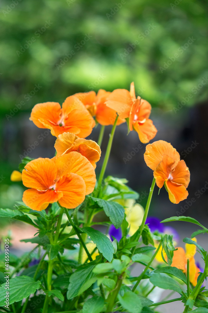 Colorful pansies, USA Colorful pansies, USA
