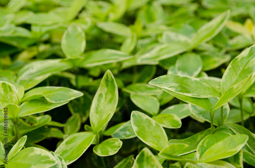 Top view of Small leaf spiderwort Tradescantia fluminensis grass texture background. River spiderwort or small-leaf spiderwort have medicinal properties. Top view of Small leaf spiderwort Tradescantia fluminensis grass texture background. River spiderwort or small-leaf spiderwort have medicinal properties.