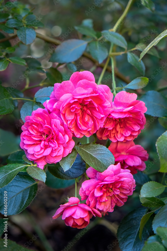 Pink ever-blooming rose bush, USA