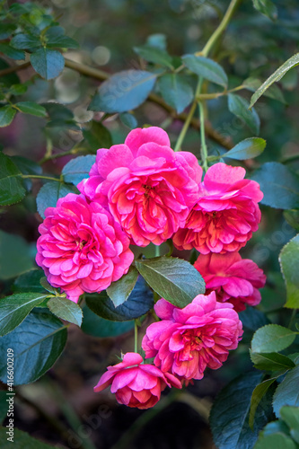 Pink ever-blooming rose bush  USA