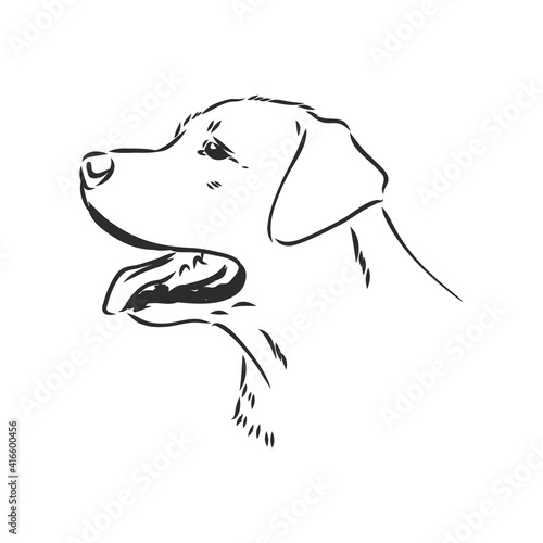 Vector image of an dog labrador on white background