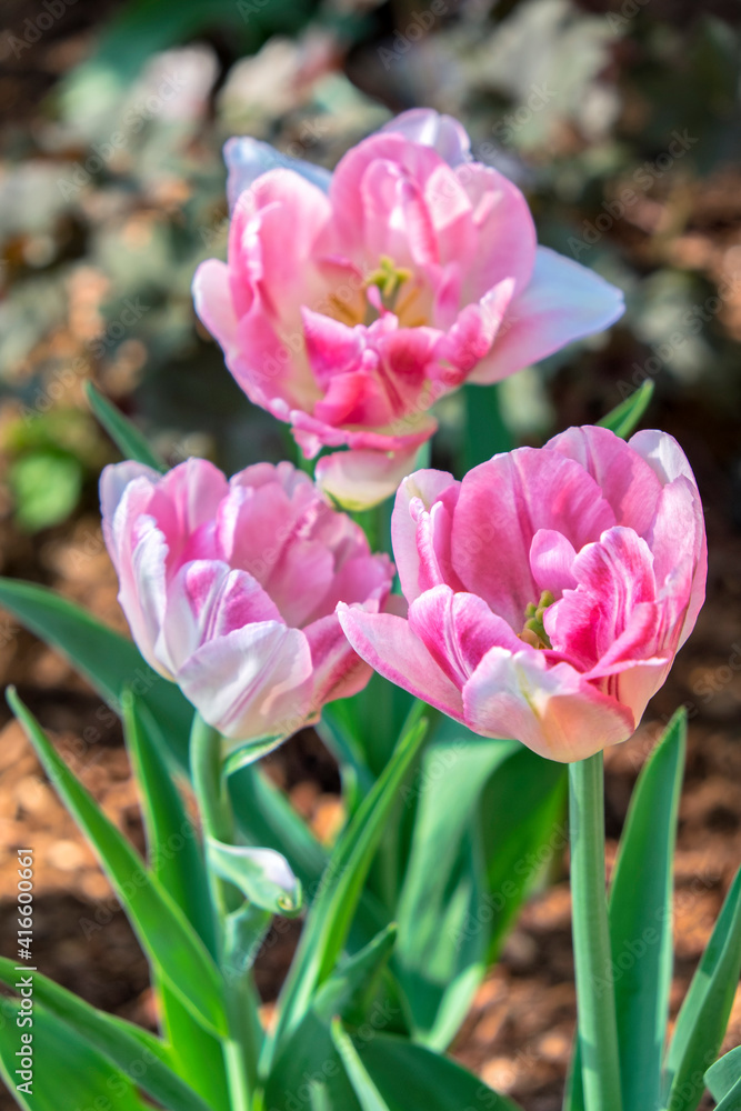 Pink double tulips, USA