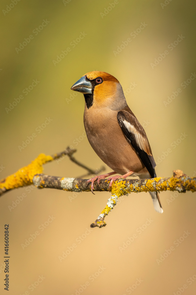 Fototapeta premium hawfinch posed with unfocused backgrounds