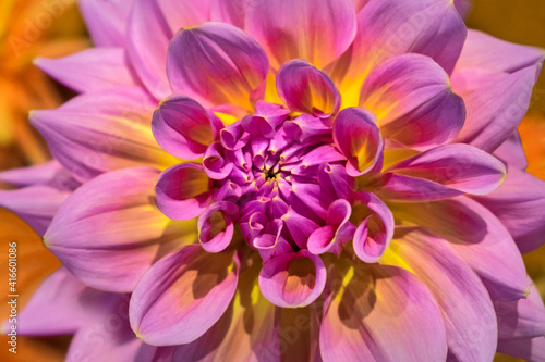 Pink and yellow dahlia, USA © Danita Delimont