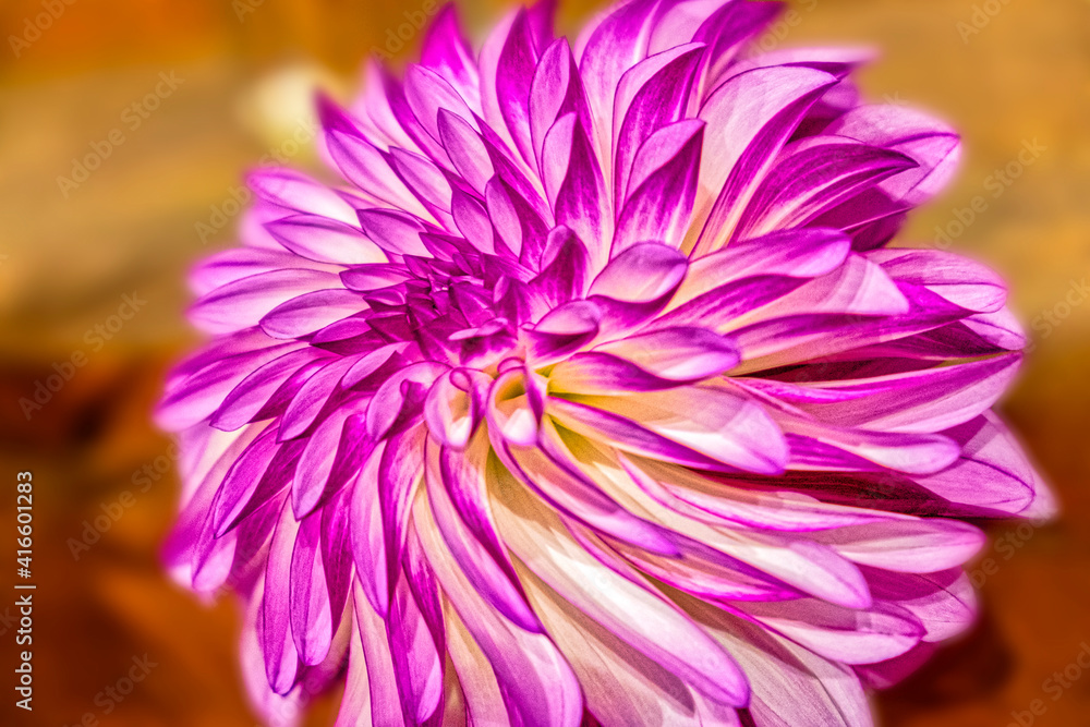 Purple and white dahlia, RC Diane Brazil, USA Purple and white dahlia, RC Diane Brazil, USA