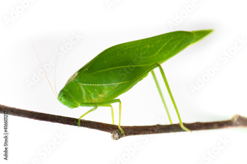Green bush cricket, katydid or long-horned grasshopper (insect family Tettigoniidae) attached to a tree branch wooden stick macro closeup photo isolated on white background.