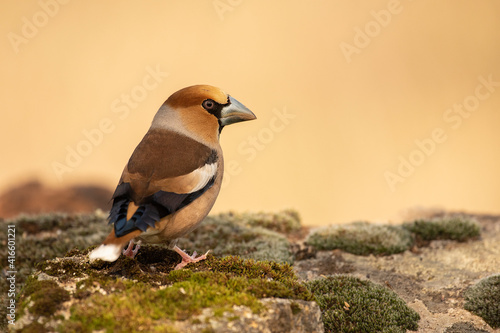 Fotografiet hawfinch posed with unfocused backgrounds
