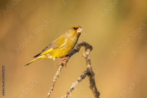 greenfinch perched on a branch with the background out of focus