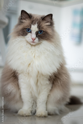 a sitting fluffy cat poses for a photo