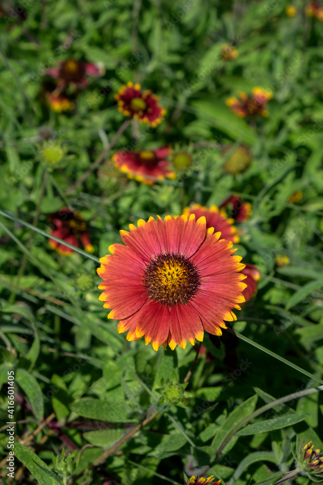 Blanket flower, USA. Blanket flower, USA.