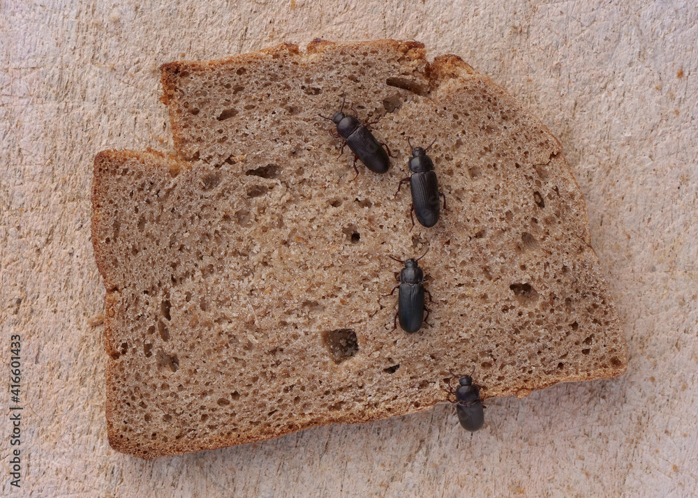 mehlkäfer krabbeln in einer reihe auf einer scheibe brot, von oben fotografiert, tenebrio