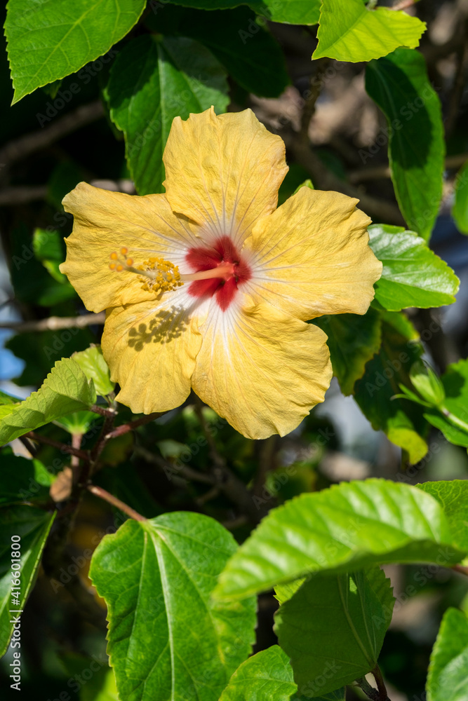 Yellow Hibiscus, USA