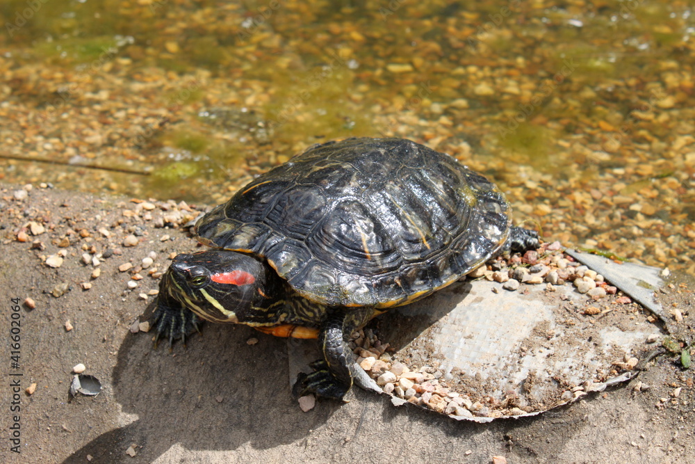 Fototapeta premium turtle on the ground near the pond