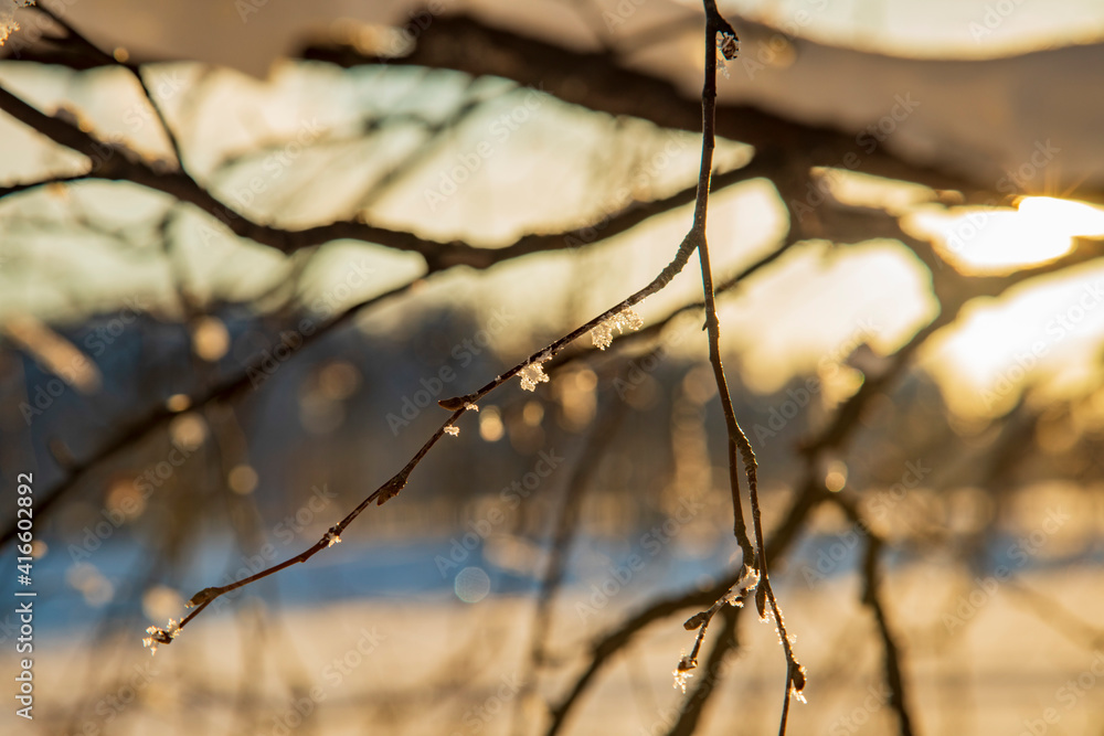 Winter landscape in a quiet Karelian forest. Winter landscape in a quiet Karelian forest.
