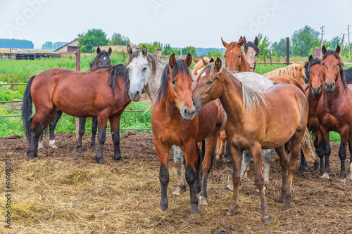 A group of young horses stands on a horse yard against the background of a rural landscape, summer day